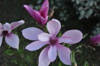 Small Magnolia, Spring 2011