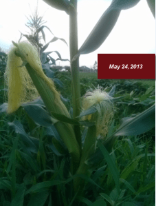 May 24, 2013 corn