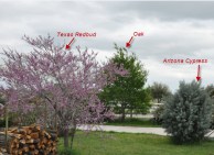 3-trees-March21-2013