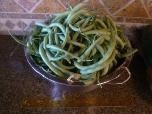green beans may2013