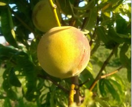 Peaches, June 13, 2013