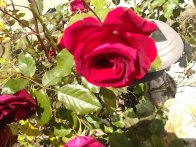 Valentine Rose--March 2013