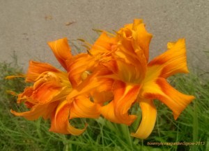Double Orange Daylily