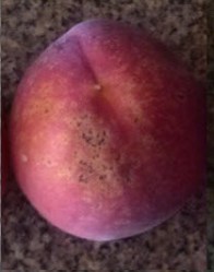 Bacterial Spots on Peach Bacterial Spots on Peach