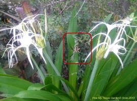 Spider lilies with spider guest