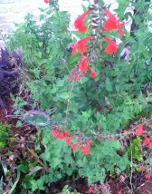 red salvia blooms