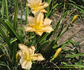 The Fading Love, peach colored daylily is shown with spent scapes and two new buds