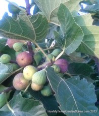 Cluster of figs shows stages from small green, to larger yellow, and finally purple ripe color.