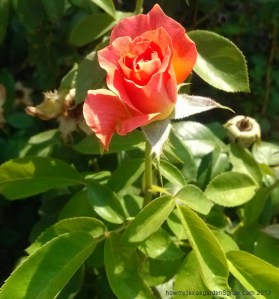 Picture of orange colored, newly opened bloom of Livin' Easy rose