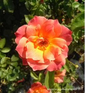 Fully opened blossom of Livin' Easy rose.