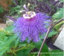 Passion vine flower with purple petals