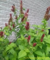 Salmon pink and white flowers bloom throughout summer heat.
