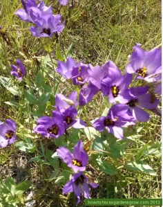 Flowers of the Texas Bluebell are abundant around Brenham, Texas, in July and August.