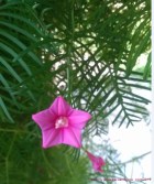 The pink blooms of the Star of Texas (Cypress) vine are abundant in summer.