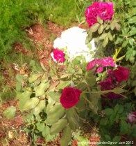 The Valentine rose continues to bloom despite the heat!