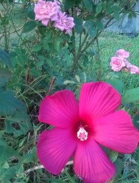 Pink rose blooms and dark pink rose mallow bloom