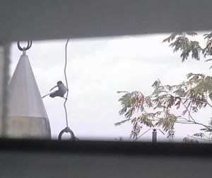 Hummingbird August 6, 2013