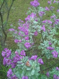 Texas Sage in Bloom
