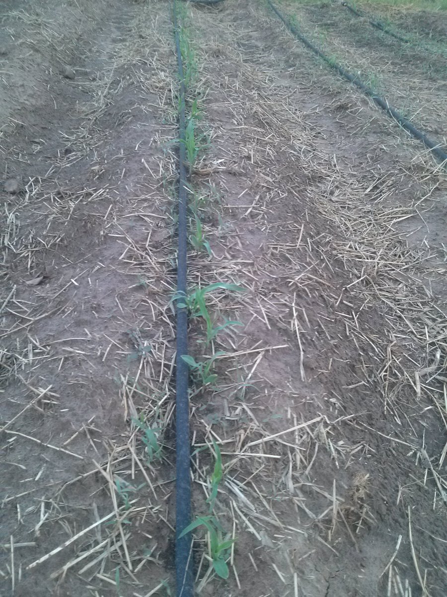 Ambrosia Corn Plants, 3 weeks