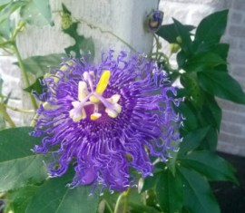 Purple Passion Vine Flower Picture