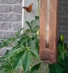 Butterfly near Passion Vine