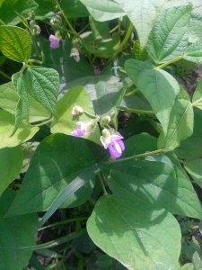 Blooms on green beans October 4, 2013