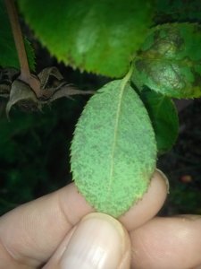 Downy Mildew, Bottom of leaf