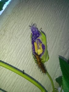 Unopened Passion Vine Flower nearly consumed by caterpillar