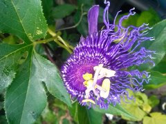 Passion Vine Flower, missing most of the purple tendrils
