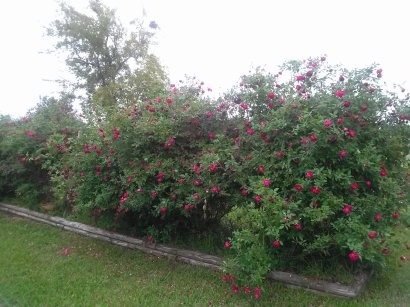 Aunt Betty Rose, Long view