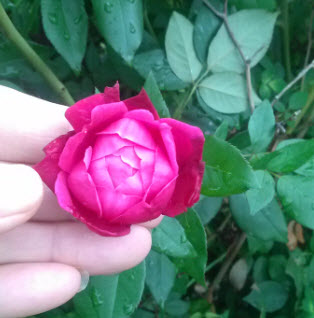 The Aunt Betty Rose -- closeup