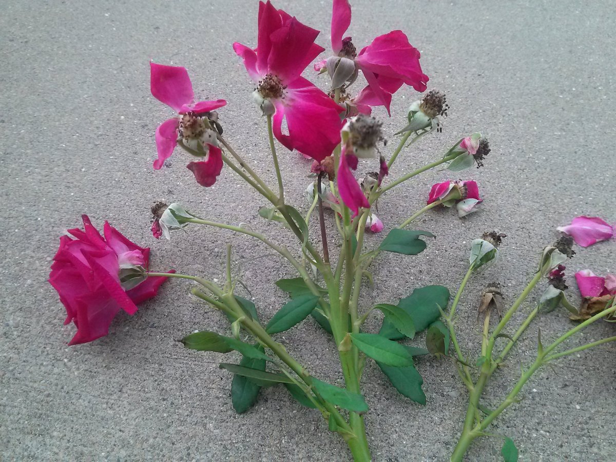 Stems from Spent Valentine Roses