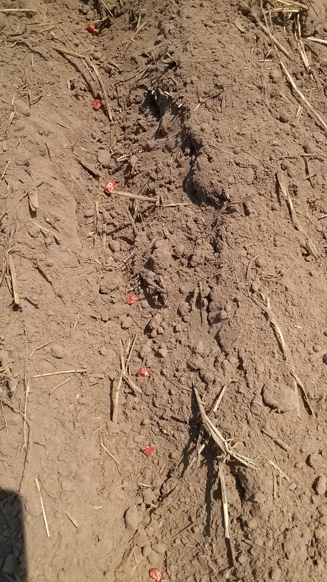 Ambrosia Corn Seed, Planted August 18, 2013