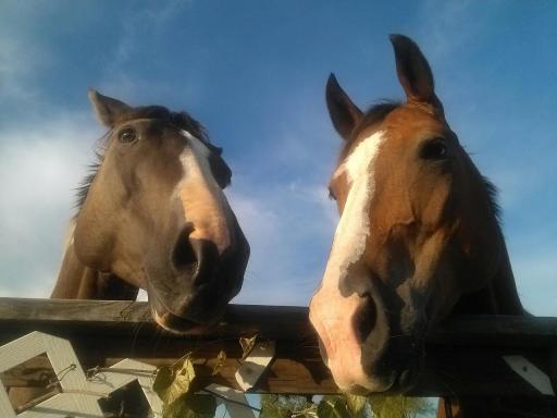 Paint and Bay horses shown