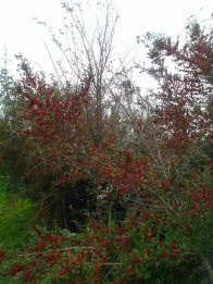 red berries on Yaupon Hollies and bare elm tree