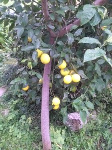 Lemons on Lemon tree