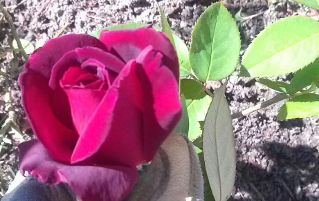 Chrysler Imperial, climbing , flower