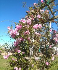 Little Pinkie Rose in Bloom