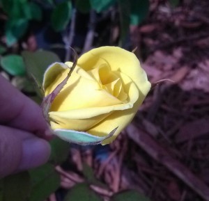Nacogdoches Yellow Rose Bud