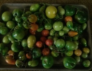 tomatoes-Nov 26-2013