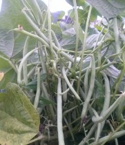 Green Beans Growing