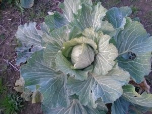 Cabbage Plant, Top View