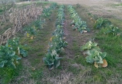 Picture of Plants in rows.