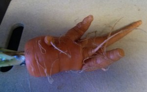 picture of multiple root carrot