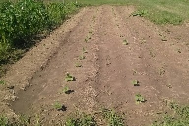 Oct 19, 2013 Fall Garden Plants
