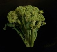 Normal appearing broccoli head with buds 