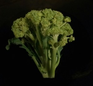 Normal appearing broccoli head with buds 