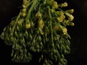 picture of broccoli head flowers