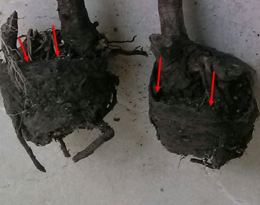 Pot-Bound Blackberry Roots