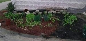 Perennials Garden with Daylilies, Feb 24, 2014